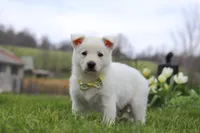 Quinn, a male German Shepherd Dog for sale in Dundee, OH – Photo 5 of 5