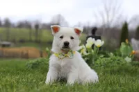 Quinn, a male German Shepherd Dog for sale in Dundee, OH – Photo 2 of 5