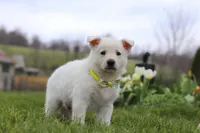 Quinn, a male German Shepherd Dog for sale in Dundee, OH – Photo 4 of 5