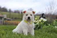 Quinn, a male German Shepherd Dog for sale in Dundee, OH – Photo 3 of 5