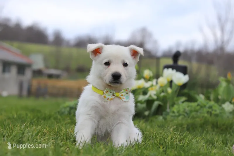 Quinn – German Shepherd Dog puppy for sale in Dundee, OH