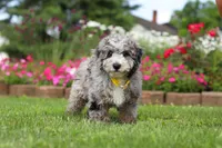 Chase, a male Miniature Bernedoodle for sale in Dundee, OH – 2 of 6