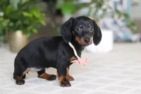 Emma, a female Miniature Dachshund for sale in Dundee, OH – Photo 3 of 6