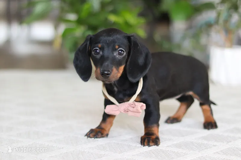 Emma – Miniature Dachshund puppy for sale in Dundee, OH
