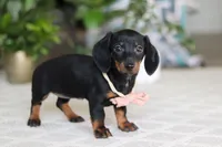 Emma, a female Miniature Dachshund for sale in Dundee, OH – Photo 5 of 6