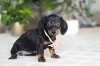 Emma, a female Miniature Dachshund for sale in Dundee, OH – Photo 6 of 6