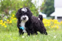 Kobe, a male Miniature Bernedoodle for sale in Dundee, OH – 5 of 6