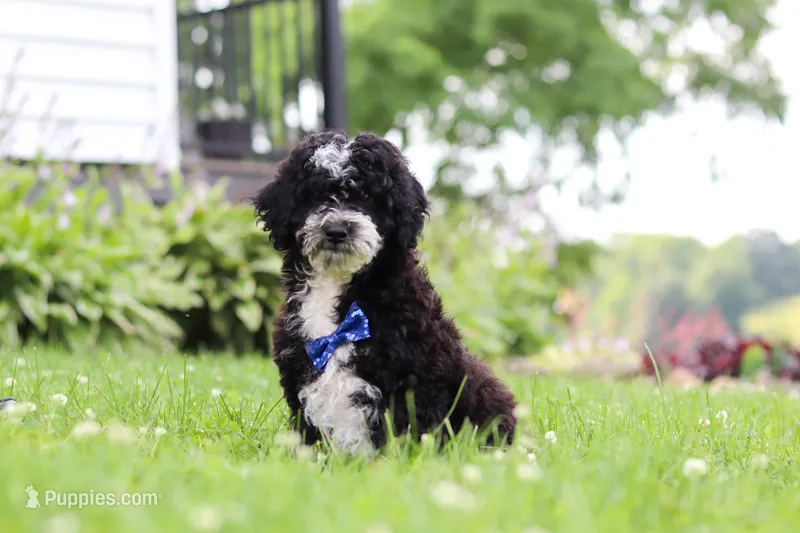 Kobe – Miniature Bernedoodle puppy for sale in Dundee, OH