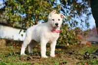 Ezra, a male German Shepherd Dog for sale in Dundee, OH – 9 of 10