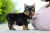 Mitchell, a male Yorkshire Terrier for sale in Dundee, OH – 6 of 10