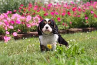 Xander, a male Cavalier King Charles Spaniel for sale in Dundee, OH – 2 of 6