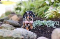 Stella, a female Miniature Dachshund for sale in Dundee, OH – 7 of 10