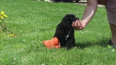 Bella, a female Miniature Bernedoodle for sale in Dundee, OH – 6 of 6
