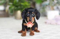Chloe, a female Miniature Dachshund for sale in Dundee, OH – Photo 2 of 6