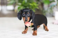 Chloe, a female Miniature Dachshund for sale in Dundee, OH – Photo 5 of 6