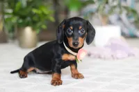 Chloe, a female Miniature Dachshund for sale in Dundee, OH – Photo 4 of 6