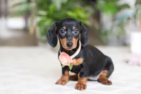 Chloe, a female Miniature Dachshund for sale in Dundee, OH – Photo 1 of 6