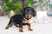 Chloe, a female Miniature Dachshund for sale in Dundee, OH – Photo 6 of 6