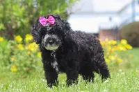 Bella, a female Miniature Bernedoodle for sale in Dundee, OH – 5 of 6