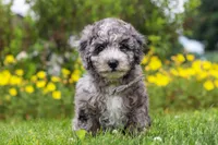 Chase, a male Miniature Bernedoodle for sale in Dundee, OH – 2 of 6