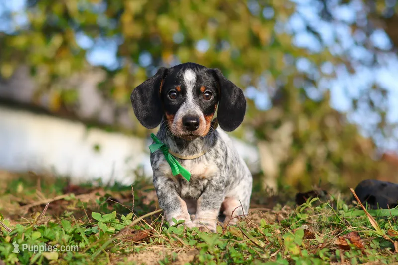 August – Miniature Dachshund puppy for sale in Dundee, OH