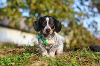 August, a male Miniature Dachshund for sale in Dundee, OH – 1 of 10
