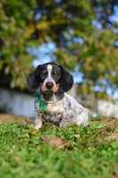 August, a male Miniature Dachshund for sale in Dundee, OH – 4 of 10