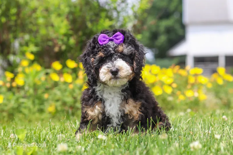 Haley – Miniature Bernedoodle puppy for sale in Dundee, OH
