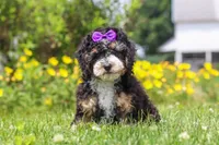 Haley, a female Miniature Bernedoodle for sale in Dundee, OH – 1 of 5