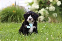 Duke, a male Miniature Bernedoodle for sale in Dundee, OH – 1 of 8