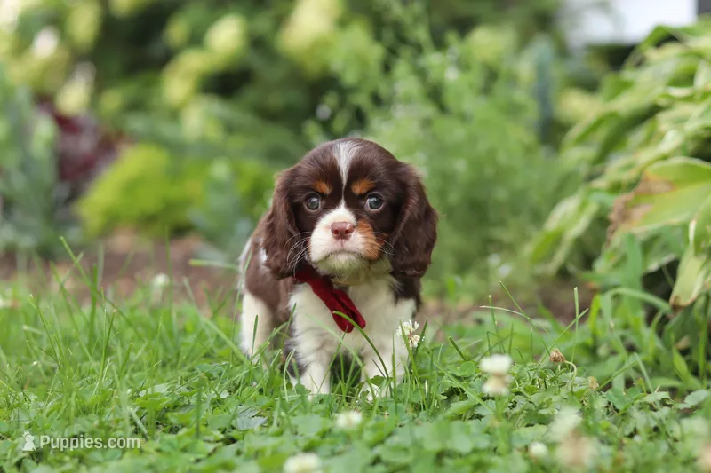 Rocco – Cavalier King Charles Spaniel puppy on hold in Dundee, OH