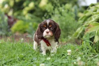 Rocco, a male Cavalier King Charles Spaniel for sale in Dundee, OH – 1 of 6