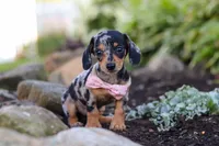 Stella, a female Miniature Dachshund for sale in Dundee, OH – 5 of 10