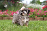 Callie, a female Miniature Bernedoodle for sale in Dundee, OH – 3 of 7