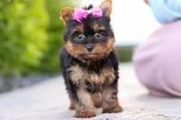Lola, a female Yorkshire Terrier for sale in Dundee, OH – 6 of 10