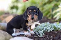 Duke, a male Miniature Dachshund for sale in Dundee, OH – 5 of 10