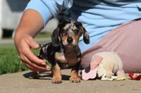 Barney, a male Miniature Dachshund for sale in Dundee, OH – 7 of 10