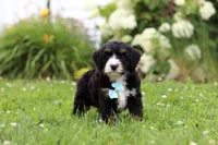 Duke, a male Miniature Bernedoodle for sale in Dundee, OH – 2 of 8