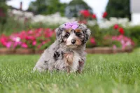 Jewel, a female Miniature Bernedoodle for sale in Dundee, OH – 3 of 6