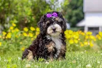 Haley, a female Miniature Bernedoodle for sale in Dundee, OH – 4 of 5