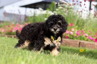 Bella, a female Miniature Bernedoodle for sale in Dundee, OH – 4 of 5