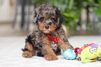 Oakley, a male Cavapoo for sale in Dundee, OH – Photo 9 of 9