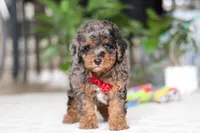 Oakley, a male Cavapoo for sale in Dundee, OH – Photo 4 of 9