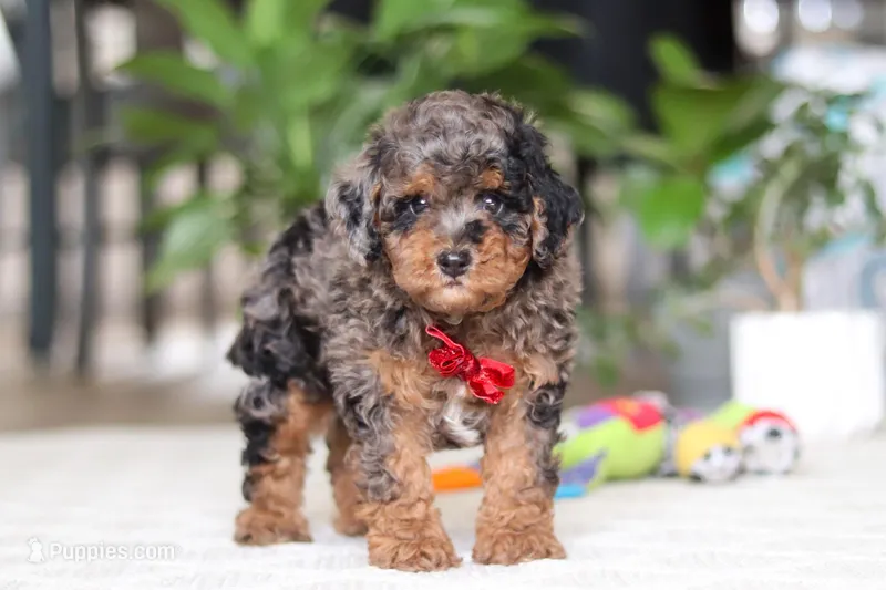 Oakley – Cavapoo puppy for sale in Dundee, OH