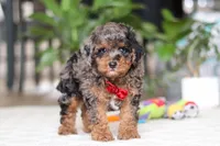Oakley, a male Cavapoo for sale in Dundee, OH – Photo 1 of 9