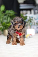 Oakley, a male Cavapoo for sale in Dundee, OH – Photo 6 of 9