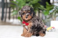 Oakley, a male Cavapoo for sale in Dundee, OH – Photo 8 of 9
