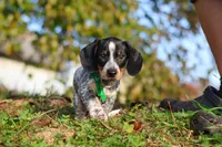 August, a male Miniature Dachshund for sale in Dundee, OH – 3 of 10