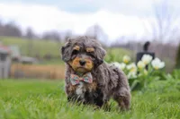 Rose, a female Miniature Bernedoodle for sale in Dundee, OH – Photo 5 of 6