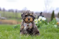 Rose, a female Miniature Bernedoodle for sale in Dundee, OH – Photo 2 of 6
